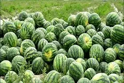 ضرر هندوانه‌کاران/ سیب زمینی نو آمد، اما ارزان نشد