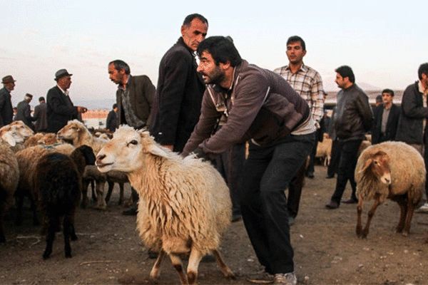 عرضه ۳۰ هزار رأس دام به مناسبت عید قربان