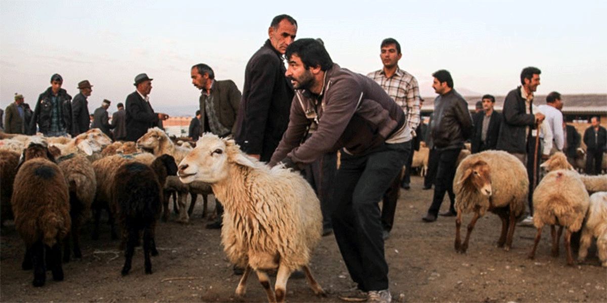 عرضه ۳۰ هزار رأس دام به مناسبت عید قربان