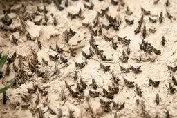 توقف فعالیت ملخ های صحرایی در کشور