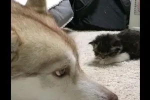 سگ‌ و گربه‌ها، اولویت سلبریتی‌ها؟