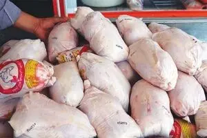 مرغداران متهم اصلی گرانی مرغ هستند