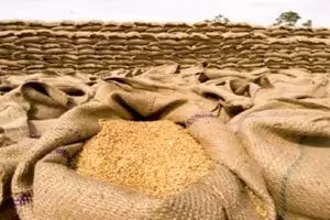 صرفه‌جویی ۲۵۰ میلیارد تومانی واردات بذر با یک طرح دانشگاهی