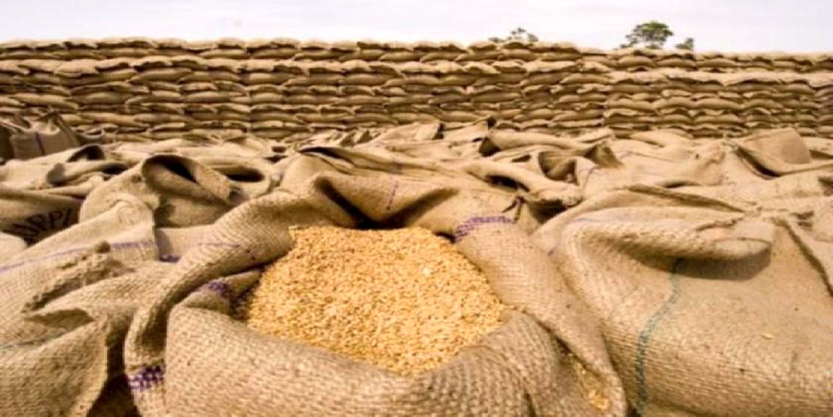 صرفه‌جویی ۲۵۰ میلیارد تومانی واردات بذر با یک طرح دانشگاهی