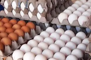 صادرات روزانه ۸۰ تا ۱۰۰ تن تخم مرغ از کشور