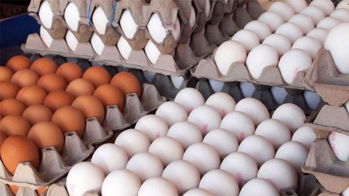 صادرات روزانه ۸۰ تا ۱۰۰ تن تخم مرغ از کشور