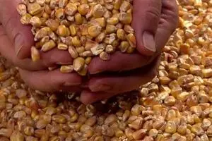 حجم ذرت های آلوده دولتی ۳ برابر شد