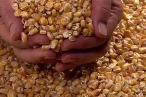 حجم ذرت های آلوده دولتی ۳ برابر شد