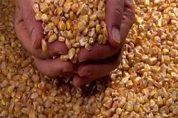 حجم ذرت های آلوده دولتی ۳ برابر شد