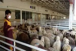 دام زنده به اندازه کافی برای ایام محرم موجود است