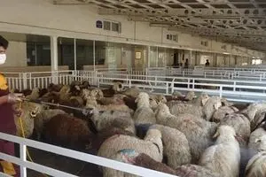 دام زنده به اندازه کافی برای ایام محرم موجود است