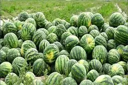 هندوانه روی دست کشاورزان باقی مانده است