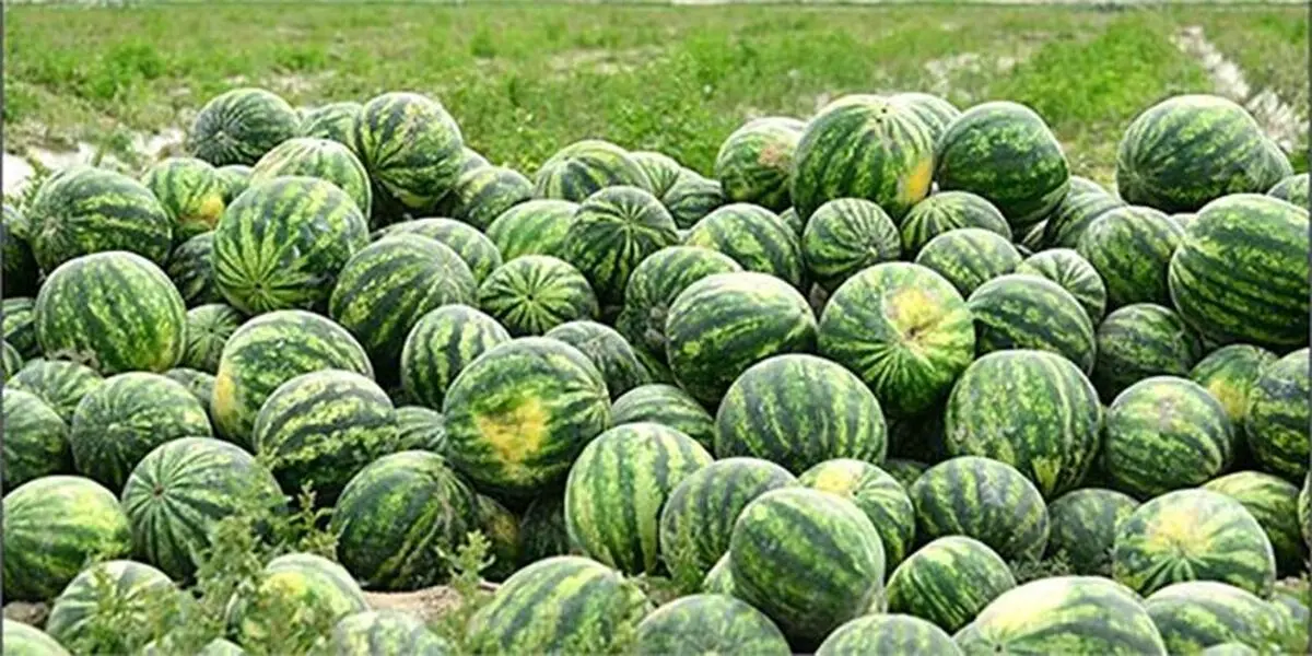 هندوانه روی دست کشاورزان باقی مانده است
