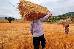 کاهش ۱۰ درصدی خرید تضمینی گندم در سال ۱۳۹۸