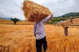 کاهش ۱۰ درصدی خرید تضمینی گندم در سال ۱۳۹۸