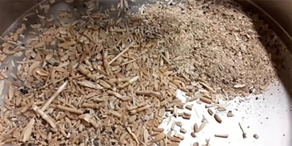 اختلاط ۷۰۰هزار تن سنگ و خاک با گندم نانوایی‌ها