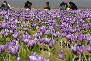 کاهش قیمت ۲.۵ میلیون تومانی زعفران در بازار