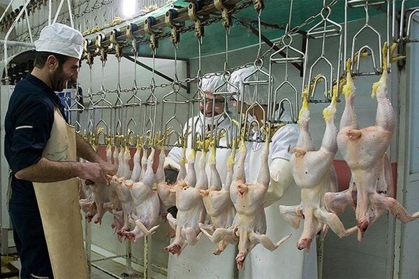مصرف روزانه ۷ هزار تن گوشت مرغ در کشور