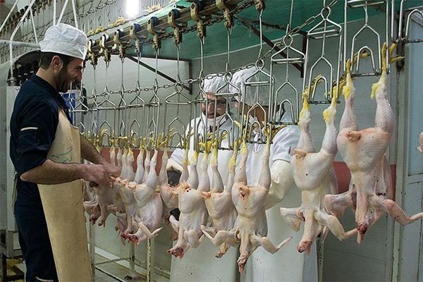 مصرف روزانه ۷ هزار تن گوشت مرغ در کشور