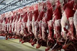 قیمت گوشت مستقیما تابع قیمت دام زنده است