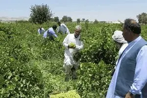 سیستان و بلوچستان هفتمین دارنده سطح تولید محصولات باغی کشور است