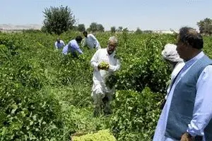 سیستان و بلوچستان هفتمین دارنده سطح تولید محصولات باغی کشور است