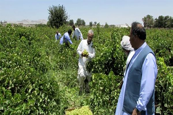 سیستان و بلوچستان هفتمین دارنده سطح تولید محصولات باغی کشور است