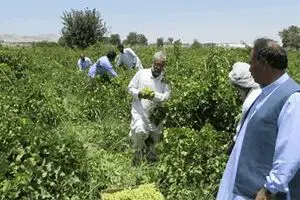 سیستان و بلوچستان هفتمین دارنده سطح تولید محصولات باغی کشور است
