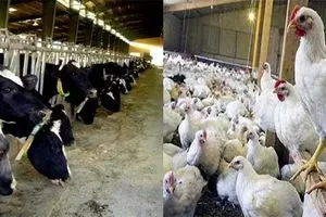 چرا با وجود رشد چشمگیر تولیدات دام و طیور در سال ۹۷ اما قیمت‌ها چند برابر شد؟