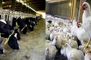 چرا با وجود رشد چشمگیر تولیدات دام و طیور در سال ۹۷ اما قیمت‌ها چند برابر شد؟