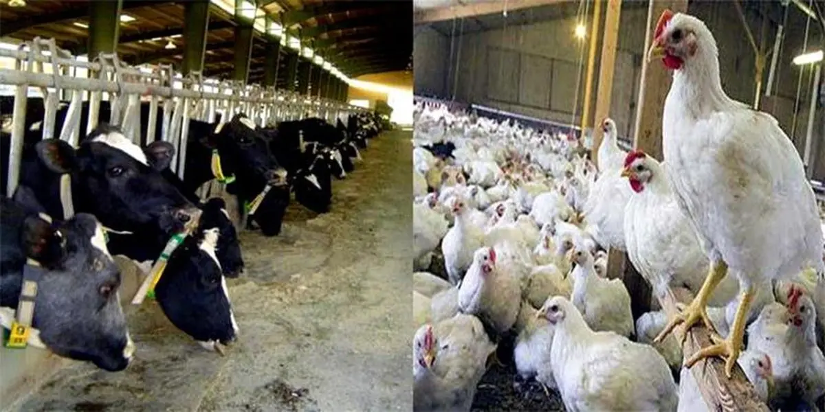 چرا با وجود رشد چشمگیر تولیدات دام و طیور در سال ۹۷ اما قیمت‌ها چند برابر شد؟