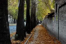 ۹ درمان طبیعی برای آلرژی‌های پاییزی