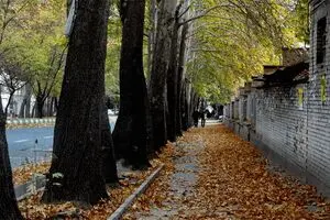 ۹ درمان طبیعی برای آلرژی‌های پاییزی