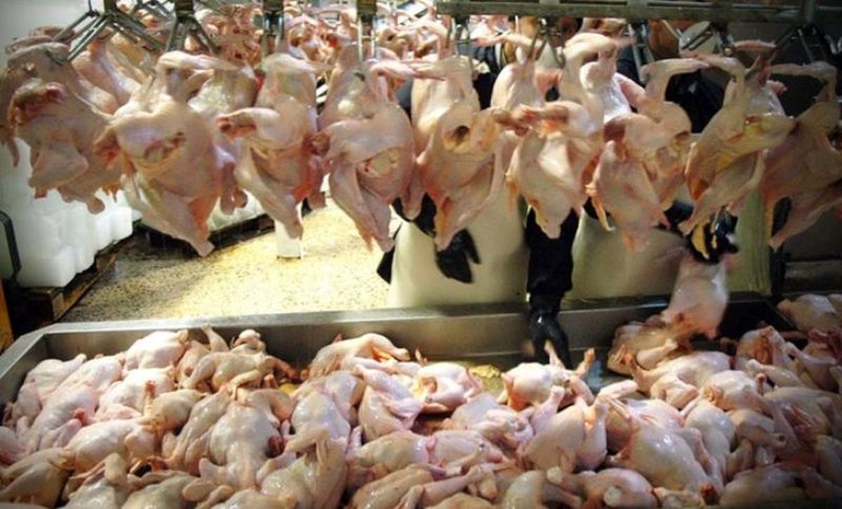 تولیدکنندگان مرغ گوش مردم را بریدند