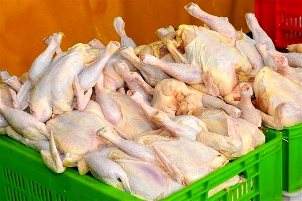 توزیع مرغ منجمد ۸ هزار و ۹۰۰ تومانی از فردا برای مقابله با گرانی