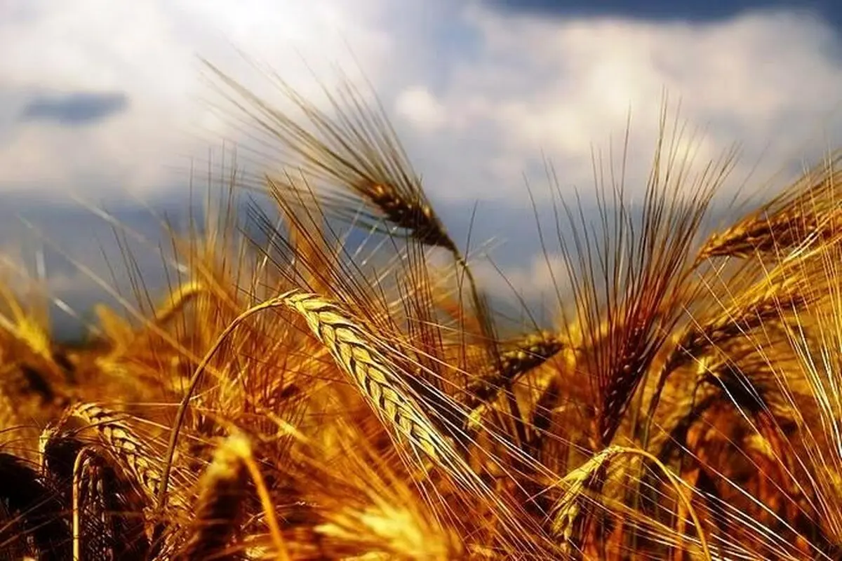 لزوم تخصیص ردیف مستقل برای خرید تضمینی گندم در بودجه