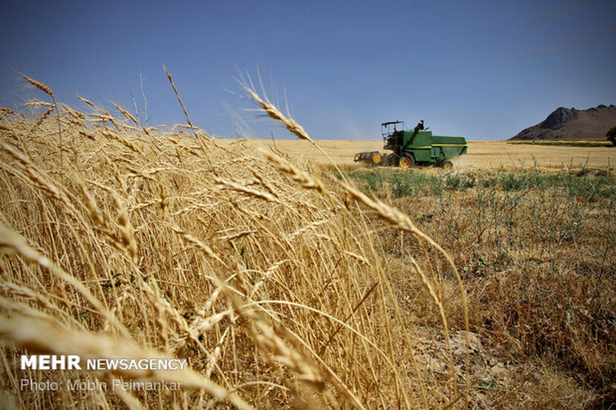 ۹۰ درصد گندم کشور مکانیزه کشت می شود