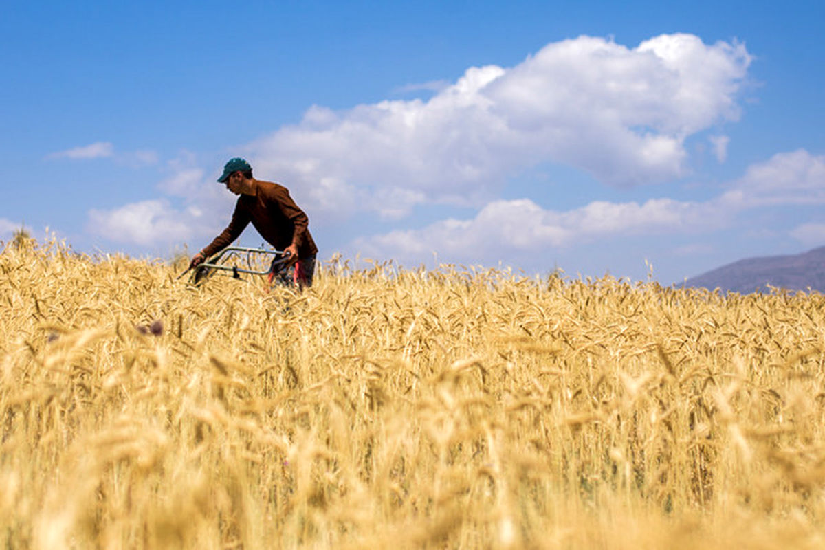 کشت گندم به پایان رسیده است/پیش بینی تولید ۱۴ میلیون تن گندم برای سال زراعی آینده