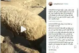 آیا دولت به جای گوسفند خوک‌های گوسفندنمای چینی وارد کرده است