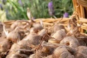 هر کیلو پیاز زعفران ۵۰ هزار تومان!