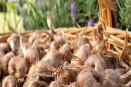 هر کیلو پیاز زعفران ۵۰ هزار تومان!