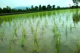 ورود گسترده برنج خارجی به شمال شایعه است