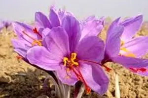 بازار ۲/۸ میلیارد دلاری زعفران در دست کدام کشورها است؟