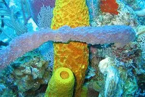 درمان بیماری مالاریا با اسفنج دریایی