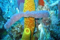 درمان بیماری مالاریا با اسفنج دریایی