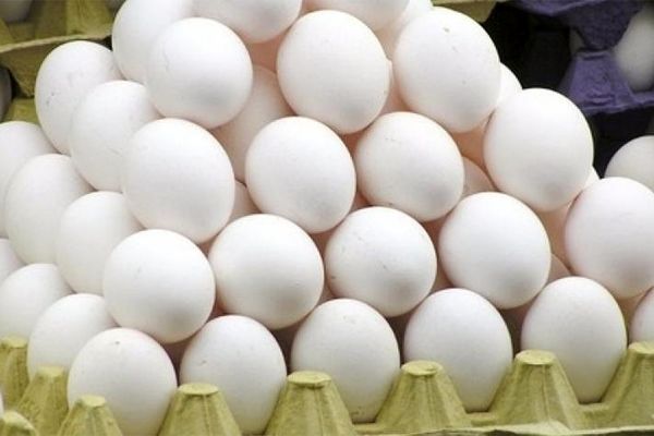 تخم مرغ روی سراشیبی کاهش قیمت