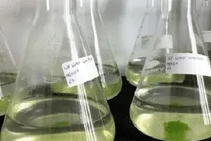 نگهداری ۵۰ نمونه جلبک در بانک ملی جلبک