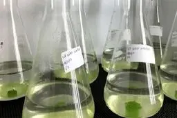 نگهداری ۵۰ نمونه جلبک در بانک ملی جلبک