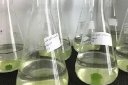 نگهداری ۵۰ نمونه جلبک در بانک ملی جلبک