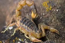 آخرین وضعیت مجوز پرورش عقرب در کشور